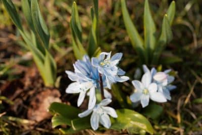 Fleurs d'automne secrètes : les variétés rares qui vont éblouir votre jardin !