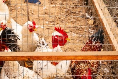 Jardin : Découvrez le secret pour garder vos poules en sécurité toute l'année !