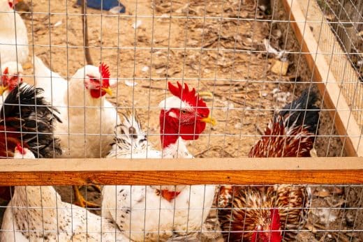 À épingler : Jardin : Découvrez le secret pour garder vos poules en sécurité toute l’année !