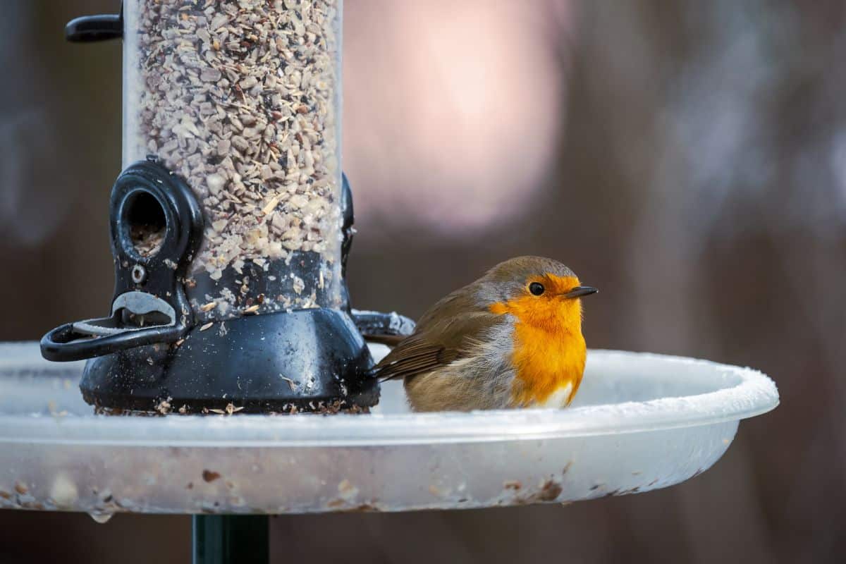 Jardin : tous les secrets pour devenir l'ami des oiseaux et les reconnaître facilement