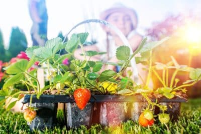 Jardiniers : ne plantez pas vos fraisiers en automne sans connaître ces 5 règles d'or !