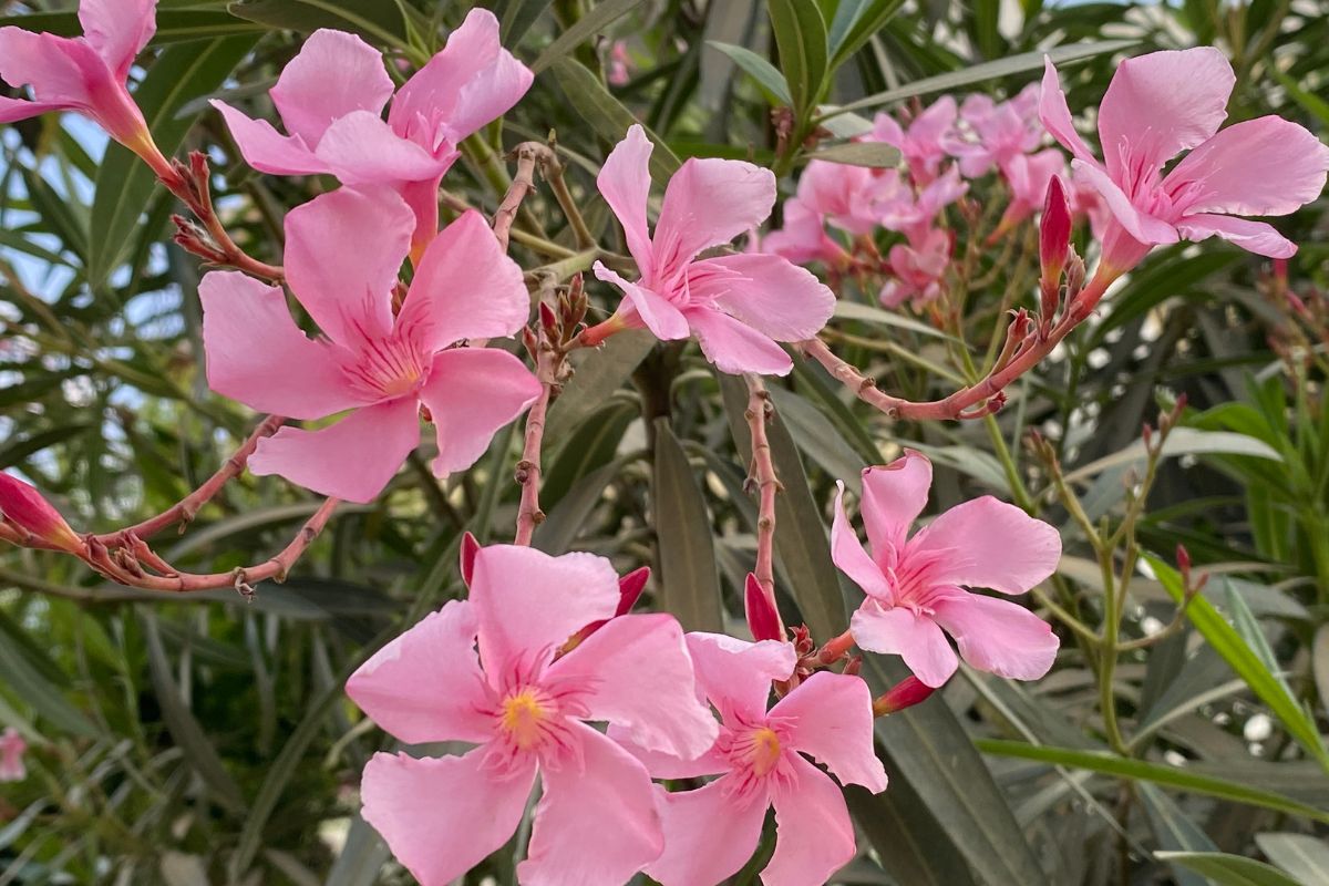 Laurier rose : les 6 secrets pour une floraison jusqu'en septembre dévoilés