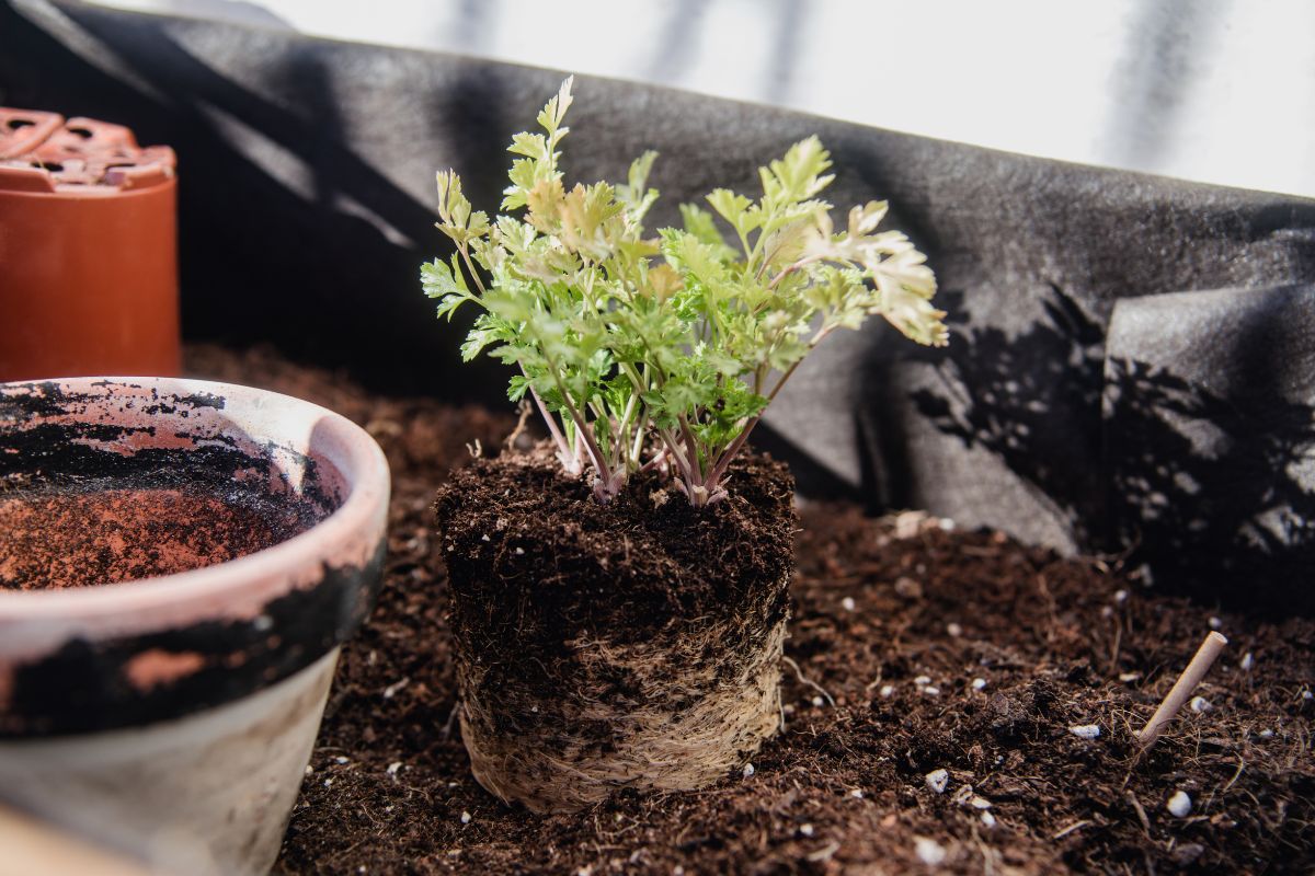 Les 5 herbes aromatiques à planter en septembre pour un jardin d'automne parfumé !