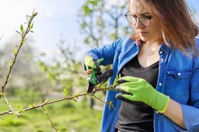 Les 5 règles d'or pour tailler vos arbres fruitiers à la perfection fin été !