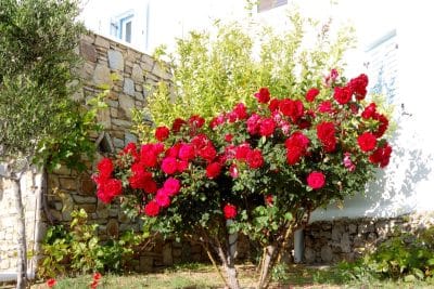 Les 5 secrets pour protéger vos rosiers cet hiver et les voir s'épanouir au Printemps !
