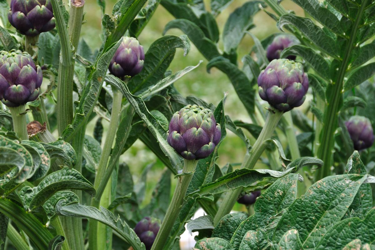 Les légumes éternels : plantez-les une fois, récoltez pour toujours !