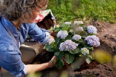 L'été touche à sa fin voici comment chouchouter vos hortensias en 6 étapes simples !