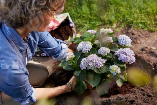 À épingler : L’été touche à sa fin : voici comment chouchouter vos hortensias en 6 étapes simples !