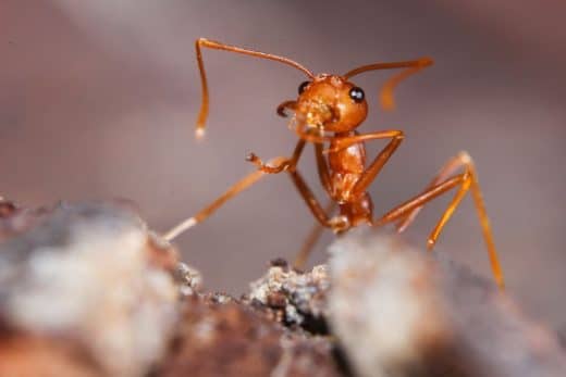 À épingler : L’invasion silencieuse : comment cet insecte risque de bouleverser l’écosystème européen