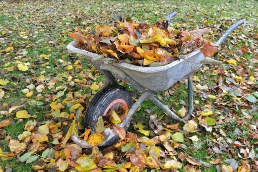 Arbre persistant : 12 Arbres qui ne perdent pas leurs feuilles