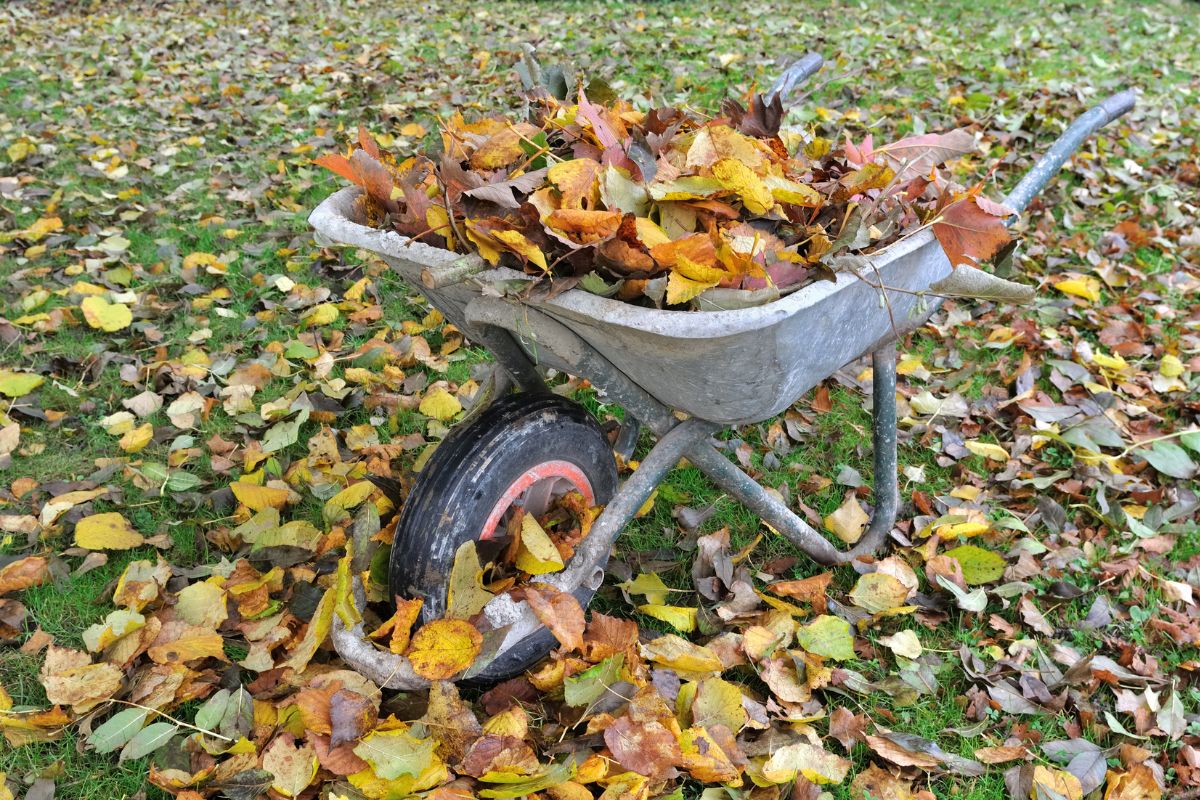 Ne jetez plus vos feuilles mortes : découvrez les 6 idées inattendues pour les exploiter !