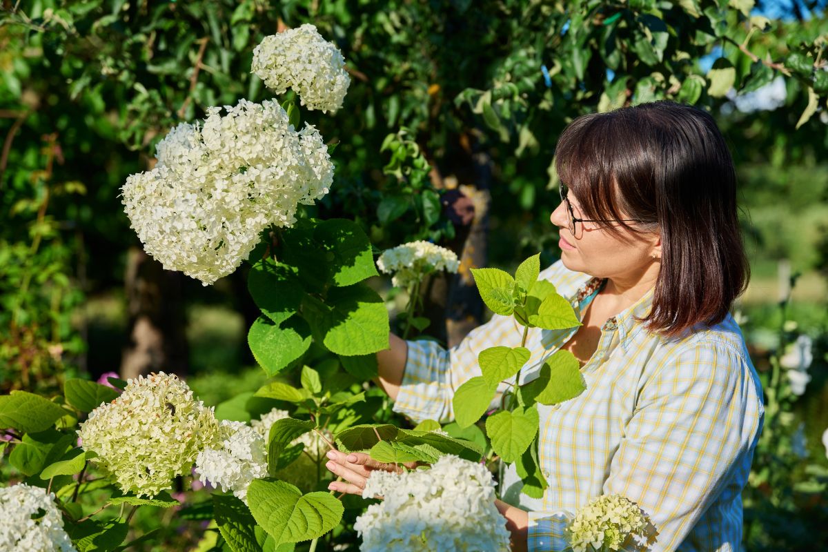 Ne laissez pas vos hortensias se faner ! Apprenez quand et comment les couper pour une floraison optimale