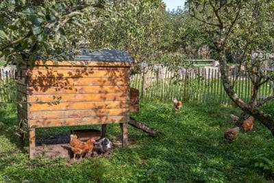 Poulailler trop chaud ? Découvrez 5 astuces infaillibles pour rafraîchir vos poules en un clin d'œil