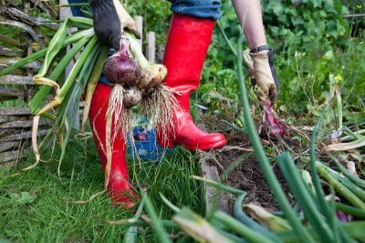 Secrets de jardinage : ce qu'il faut planter après les oignons pour triompher des gelées