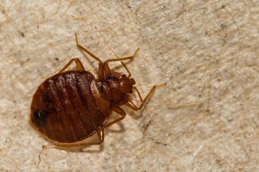 À épingler : Sécurisez vos nuits : mettez cet objet sous votre matelas et dites adieu aux punaises de lit !