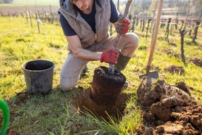 Un jardin sans entretien toute l'année ? C'est possible avec ces végétaux à planter en septembre !