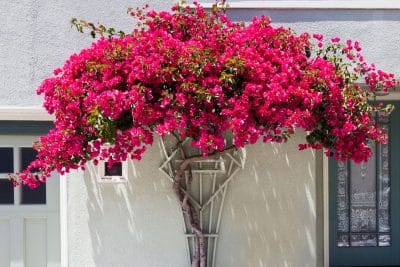 Vous avez un bougainvillier ? Voici les nombreux pièges à éviter pour le garder flamboyant !