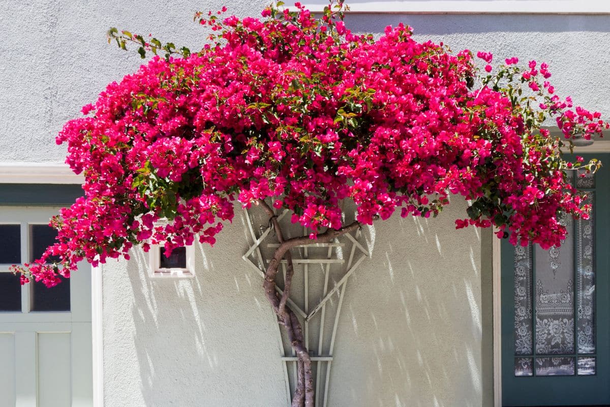 Vous avez un bougainvillier ? Voici les nombreux pièges à éviter pour le garder flamboyant !