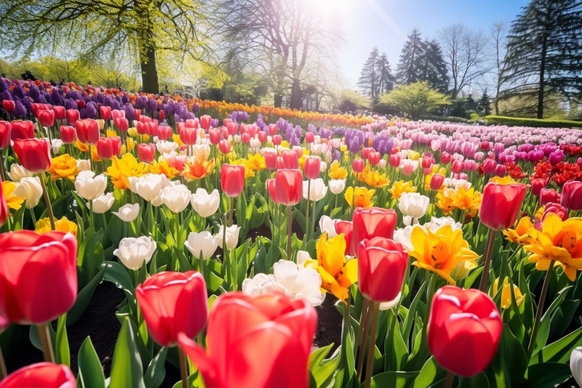 Vous voulez des tulipes éclatantes au printemps ? Le secret est de les planter au bon moment