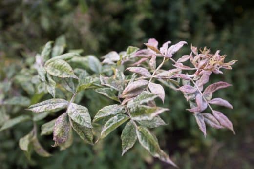 À épingler : Attentions à vos fruitiers ! Ces parasites et maladies menacent gravement vos arbres en hiver !