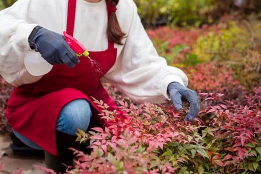 À épingler : Bicarbonate au jardin ? L’ingrédient secret d’un pesticide naturel pour des plantes saines !