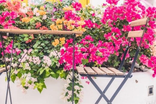 À épingler : Ces plantes grimpantes résistantes au gel qui égayeront vos balcons cet hiver !