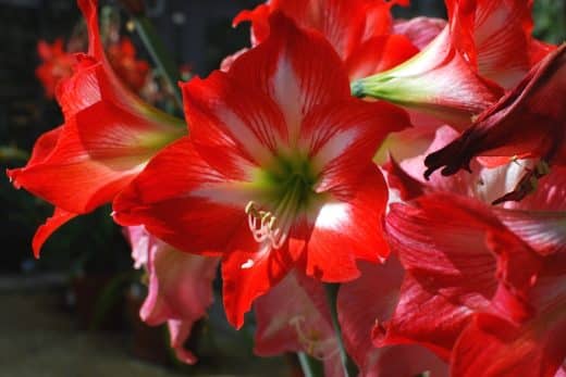 À épingler : Cultiver l’amaryllis à Noël ? Quand et comment la planter pour une merveilleuse floraison !