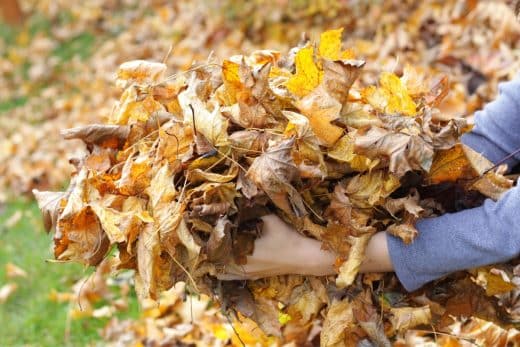 À épingler : Des feuilles mortes sous serre : le secret d’un sol riche et fertile !