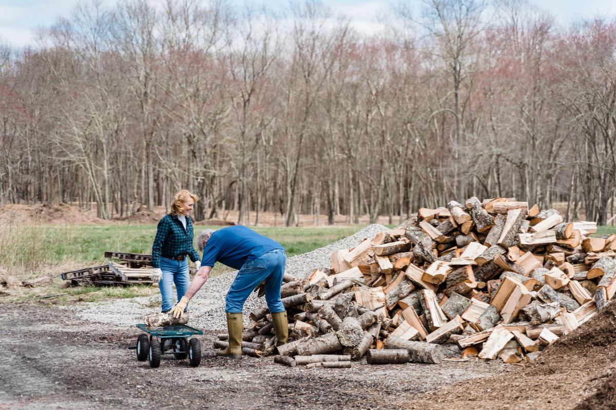 Drame environnemental et sanctions : les risques cachés de la récolte illégale de bois !