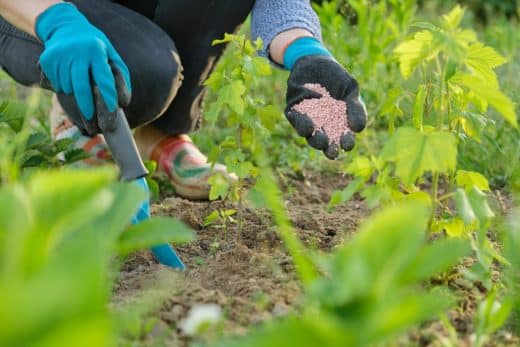 À épingler : Fertiliser ses plantes dès maintenant pour l’hiver : les clés d’un jardin resplendissant au printemps !