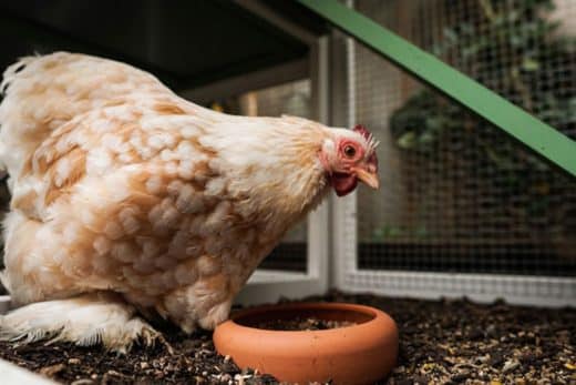 À épingler : Fientes de poules : l’engrais naturel inattendu pour booster le sol de votre jardin !