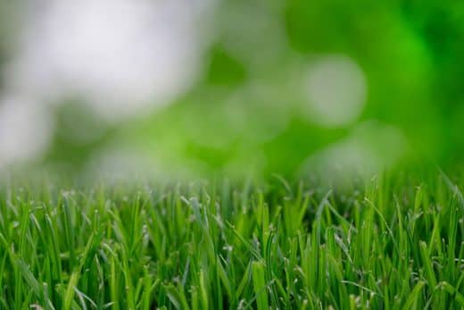 À épingler : Gazon résistant au gel ? Les meilleures pratiques pour une pelouse résistante au froid hivernal !