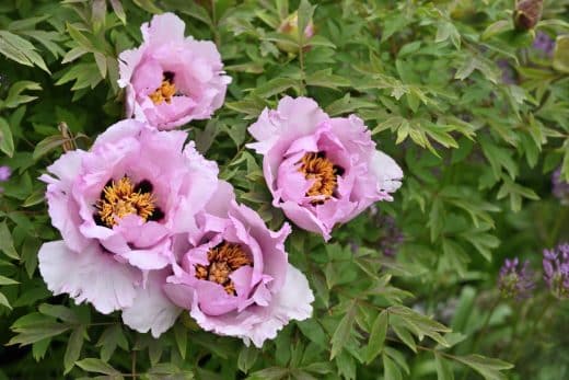 À épingler : Hivernage de Pivoines : les SECRETS d’une floraison parfaite au printemps !