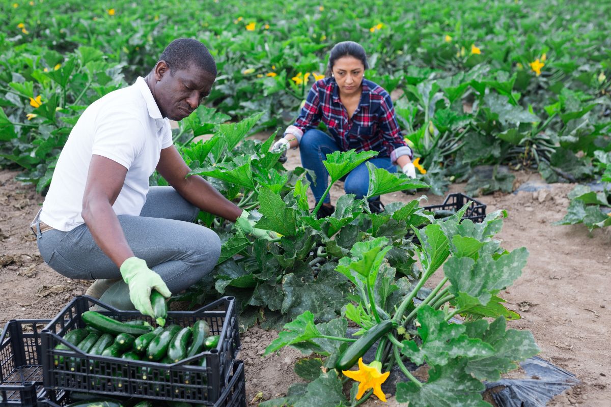 Jardin début de l'automne ! Il est grand temps de récolter ces légumes au potager 