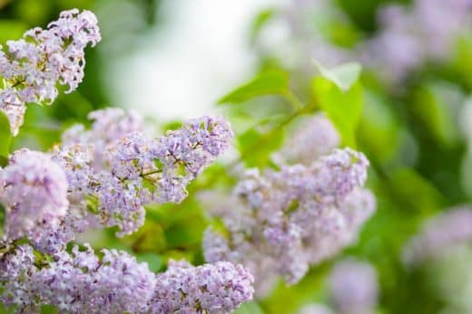 À épingler : Jardin hivernal : LES 6 arbustes parfumés qui égayeront votre jardin !