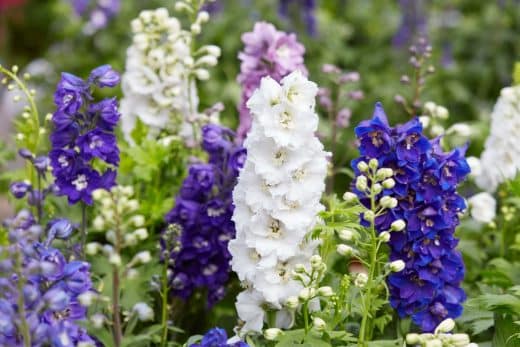 À épingler : Les bisannuelles : ces plantes résistantes à l’hiver pour une floraison haute en couleur au printemps !