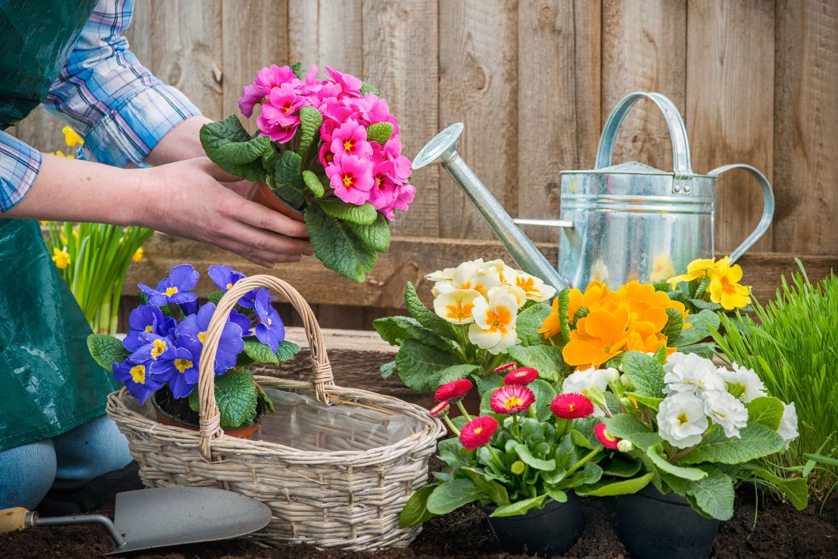 Les fleurs vivaces à planter en ce moment dans votre jardin pour un paradis floral