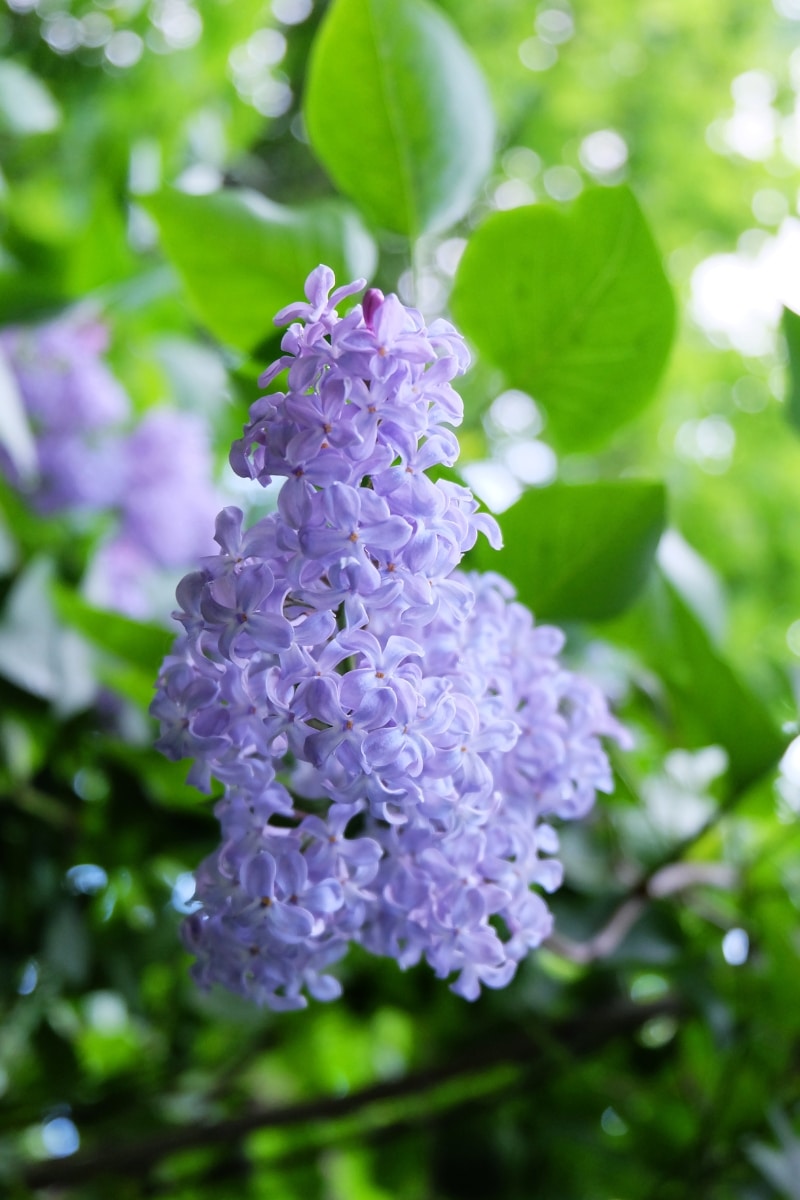 Lilas