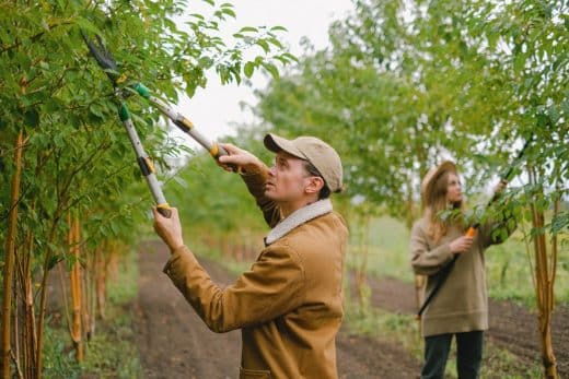 À épingler : Préparez vos fruitiers pour l’hiver : voici comment le faire SANS ERREUR !