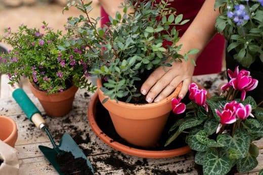 À épingler : Rajoutez du caractère dans votre jardin avec ces plantes vivaces !