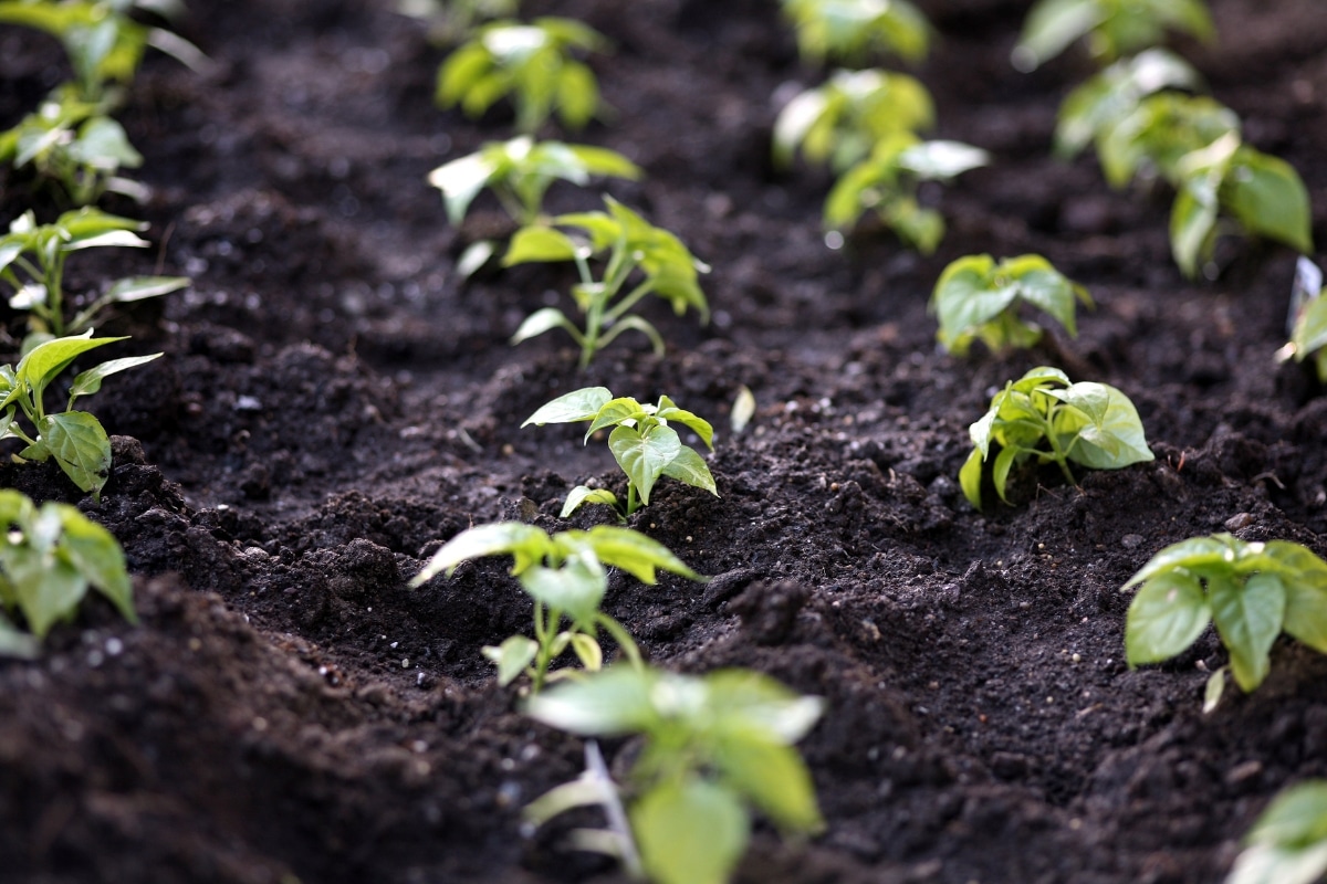 The secret of fertile and productive soil!