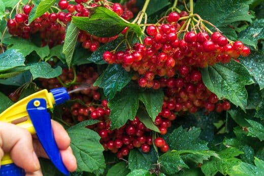 À épingler : Vos plantes en péril ? La bouillie bordelaise, votre allié anti-fongicide !