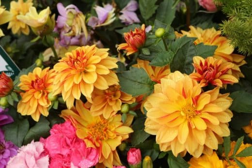 À épingler : Vous adorez vos dahlias ? Voici comment les chouchouter !