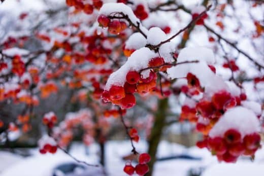 À épingler : Arbres fruitiers en hiver : ces erreurs à éviter pour les protéger du gel !