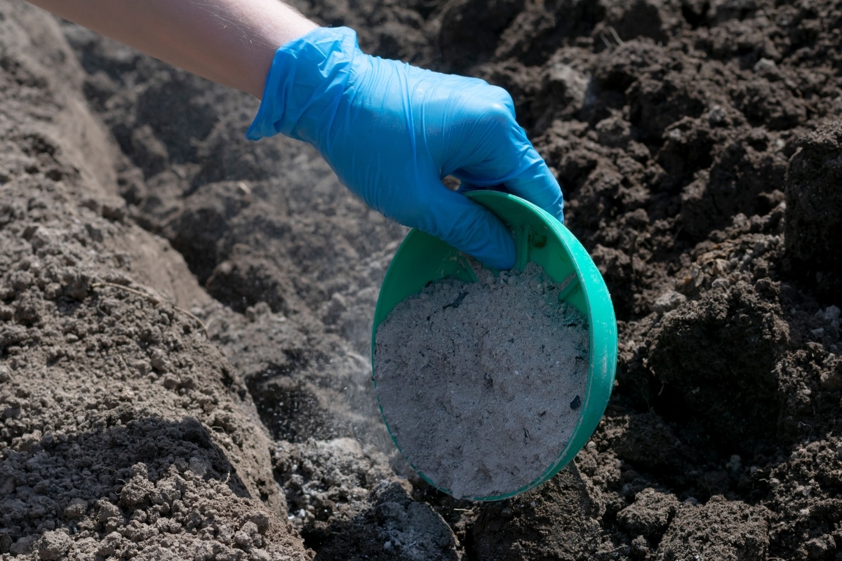 Attention jardiniers ! Épandez de la cendre dans votre jardin pour booster la croissance de ces plantes !