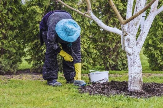 À épingler : Chaulage en automne : bonne idée ou erreur fatale pour vos arbres ?