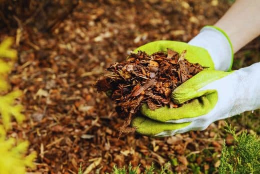 À épingler : Découvrez le BRF : le paillage naturel qui transformera votre jardin !