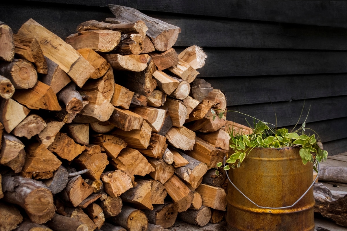 Des insectes dans votre bois de chauffage Solutions efficaces pour éliminer les parasites !