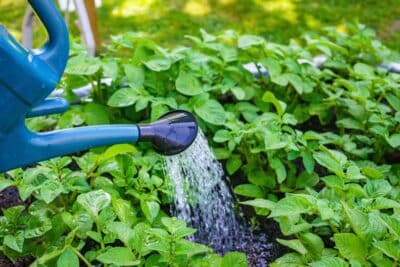 Du lait pour arroser vos plantes ? Votre nouvel allié au jardin pour des résultats étonnants !