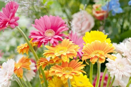 À épingler : Envie de gerberas dans votre jardin en hiver ? Voici les astuces infaillibles pour les faire fleurir !